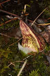 Skunk cabbage